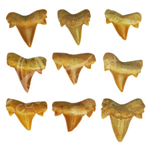 Small Shark Teeth Loose Fossil